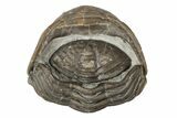 Wide, Enrolled Eldredgeops Trilobite Fossil - Ohio #188889-2